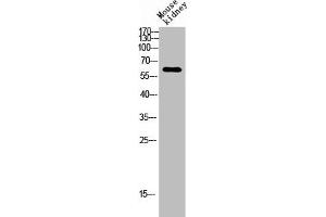 Western blot analysis of Mouse-kidney lysis using ARMCX2 antibody. (ARMCX2 antibody  (Internal Region))