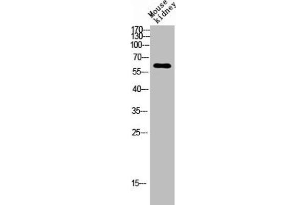 ARMCX2 antibody  (Internal Region)