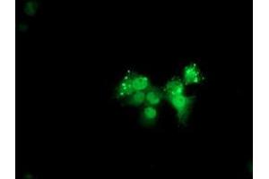 Immunofluorescence (IF) image for anti-Ankyrin Repeat Domain 53 (ANKRD53) (AA 1-300) antibody (ABIN1490719) (ANKRD53 antibody  (AA 1-300))