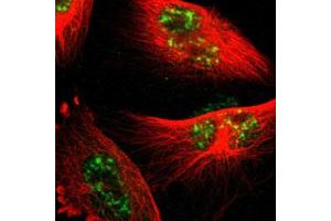 Immunofluorescent staining of U-251 MG with PML polyclonal antibody  (Green) shows positivity in nucleus but excluded from the nucleoli.