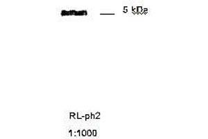 Immunoblotting of RL ph2 recognizing M13 phage coat protein g8p (Coat Protein g8p antibody)