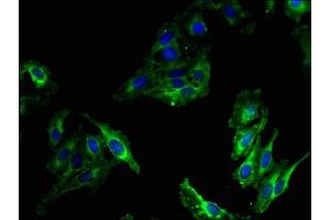 Immunofluorescent analysis of Hela cells using ABIN7160488 at dilution of 1:100 and Alexa Fluor 488-congugated AffiniPure Goat Anti-Rabbit IgG(H+L) (Myeloperoxidase antibody  (AA 165-278))