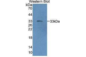 Western blot analysis of the recombinant protein. (Emilin1 antibody  (AA 803-1016))