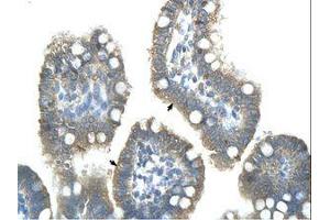 Image no. 1 for anti-Zinc Finger and SCAN Domain Containing 25 (ZSCAN25) (AA 251-300) antibody (ABIN203510) (Zinc Finger and SCAN Domain Containing 25 (ZSCAN25) (AA 251-300) antibody)