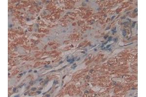 F13A1 antibody  (AA 107-345)