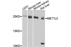 Western blot analysis of extracts of various cell lines, using METTL5 antibody (ABIN5996647) at 1/1000 dilution. (METTL5 antibody)