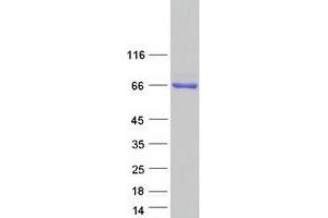 POTE Ankyrin Domain Family, Member G (POTEG) protein (Myc-DYKDDDDK Tag)