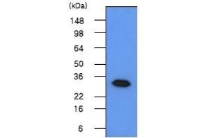 Western blot analysis The 293T cell lysates(50 µg) were resolved by SDS-PAGE, transferred to PVDF membrane and probed with anti-human Geminin (1:500). (Geminin antibody  (N-Term))