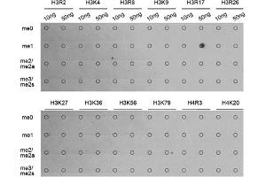 Dot-blot analysis of various methylation peptides using Monomethyl-Histone H3-R17 antibody (ABIN5969825). (Histone 3 antibody  (H3R17me))