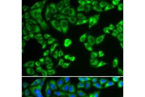 Immunofluorescence (IF) image for anti-SH2B Adaptor Protein 1 (SH2B1) antibody (ABIN7261518)