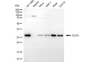 Western blotting analysis using CLIC4 antibody (ABIN7798052).