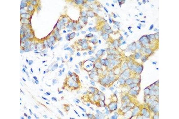 COX2 antibody