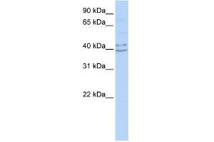 WB Suggested Anti-PYHIN1 Antibody Titration:  0.