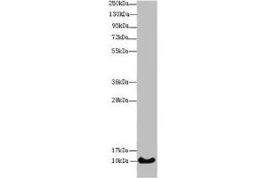 Western blot All lanes: HIST1H4A antibody at 14 μg/mL + Mouse thymus tissue Secondary Goat polyclonal to rabbit IgG at 1/10000 dilution Predicted band size: 11 kDa Observed band size: 11 kDa (HIST1H4A antibody  (AA 2-50))