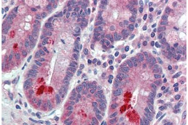 ESYT1 antibody  (Internal Region)