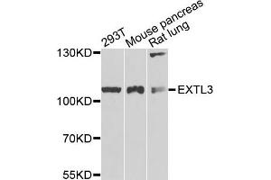 Western blot analysis of extracts of various cells, using EXTL3 antibody. (EXTL3 antibody)