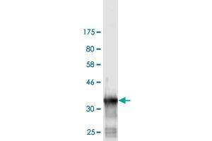 Western Blot detection against Immunogen (36. (IDH2 antibody  (AA 354-451))