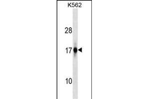 ZFAND2A Antibody (Center) (ABIN1538575 and ABIN2849539) western blot analysis in K562 cell line lysates (35 μg/lane). (ZFAND2A antibody  (AA 70-99))