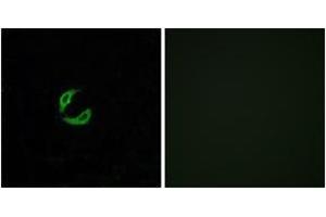 Immunofluorescence (IF) image for anti-Olfactory Receptor 2K2 (OR2K2) (AA 241-290) antibody (ABIN2890986) (OR2K2 antibody  (AA 241-290))