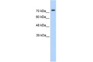 WB Suggested Anti-PANX2 Antibody Titration:  1. (Pannexin 2 antibody  (N-Term))