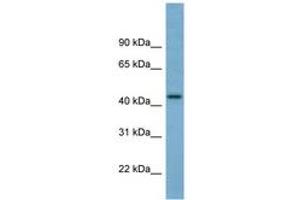 Image no. 1 for anti-Tripartite Motif Containing 31 (TRIM31) (C-Term) antibody (ABIN6741948) (TRIM31 antibody  (C-Term))