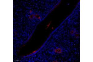 Immunofluorescence (Paraffin-embedded Sections) (IF (p)) image for anti-Lactotransferrin (LTF) antibody (ABIN7074457)