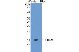 Detection of Recombinant AGRP, Mouse using Polyclonal Antibody to Agouti Related Protein (AGRP) (AGRP antibody  (AA 21-131))