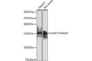 Western blot analysis of extracts of various cell lines, using USP7/HAUSP antibody (ABIN6132279, ABIN6150031, ABIN6150033 and ABIN6217612) at 1:1000 dilution. (USP7 antibody  (AA 206-1102))