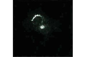 Immunofluorescence staining of PSFK-1 cells (Human neuroectodermal tumor line, ATCC CRL-2060). (Syntaxin 6 antibody  (AA 6-136))