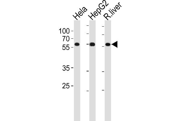 POLD2 antibody  (AA 237-265)