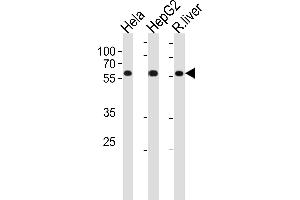 POLD2 Antibody (Center) (ABIN1881666 and ABIN2843420) western blot analysis in Hela,HepG2 cell line and rat liver tissue lysates (35 μg/lane). (POLD2 antibody  (AA 237-265))