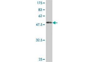Western Blot detection against Immunogen (55. (MPZL1 antibody  (AA 1-269))
