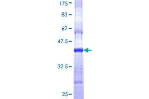 CHRND Protein (AA 24-130) (GST tag)