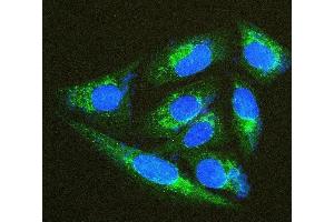 IF analysis of TXN2 using anti-TXN2 antibody (ABIN7602150). (TXN2 antibody  (AA 60-166))