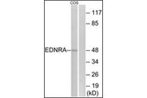Western blot analysis of extracts from COS7 cells, using EDNRA Antibody . (Endothelin-1 Receptor antibody  (C-Term))