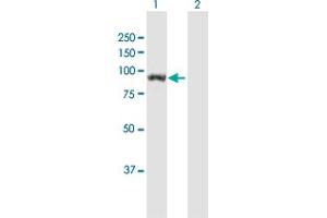 Western Blot analysis of UNC45B expression in transfected 293T cell line by UNC45B MaxPab polyclonal antibody. (UNC45B antibody  (AA 1-850))
