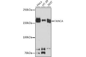 Western blot analysis of extracts of various cell lines, using FANCA Rabbit mAb (ABIN7267124) at 1:1000 dilution. (FANCA antibody)