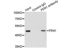 Immunoprecipitation (IP) image for anti-Flap Structure-Specific Endonuclease 1 (FEN1) (AA 50-380) antibody (ABIN3021632)
