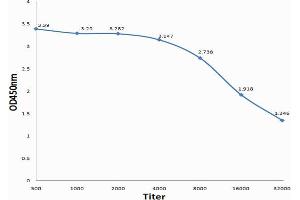 Antigen: 0. (CLEC5A antibody  (AA 101-190))