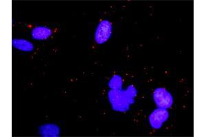 Proximity Ligation Analysis of protein-protein interactions between BUB1 and EIF4EBP1. (eIF4EBP1 antibody  (AA 1-118))