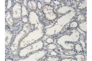 IHC-P analysis of Human Kidney Tissue, with DAB staining. (Apolipoprotein L 2 antibody  (AA 186-337))