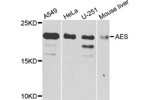 Western blot analysis of extracts of various cells, using AES antibody.
