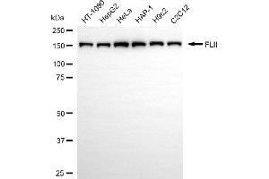 Western blotting analysis using FLII antibody (ABIN7798628).