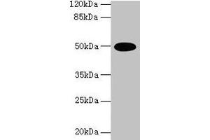Western blot All lanes: TUFM antibody at 2 μg/mL + U251 whole cell lysate Secondary Goat polyclonal to rabbit IgG at 1/10000 dilution Predicted band size: 50 kDa Observed band size: 50 kDa (TUFM antibody  (AA 46-290))