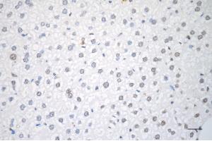Immunohistochemistry was performed on paraffin-embedded mouse liver using RAD51 recombinase antibody (ABIN7798367), 1:200). (Recombinant RAD51 antibody)