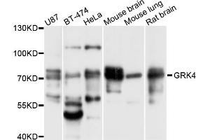 Western blot analysis of extracts of various cell lines, using GRK4 antibody (ABIN5997844) at 1/1000 dilution. (GRK4 antibody)