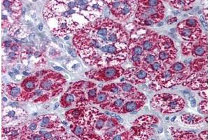 Human Adrenal (formalin-fixed, paraffin-embedded) stained with CYP1B1 antibody ABIN290263 at 10 ug/ml followed by biotinylated goat anti-rabbit IgG secondary antibody ABIN481713, alkaline phosphatase-streptavidin and chromogen. (CYP1B1 antibody  (AA 400-450))