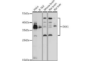 Western blot analysis of extracts of various cell lines, using DKK1 antibody (ABIN3016252, ABIN3016253, ABIN3016254 and ABIN6219665) at 1:3000 dilution. (DKK1 antibody  (AA 71-266))