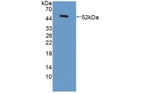 LAMC3 anticorps  (AA 901-1100)