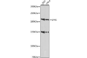 Western blot analysis of extracts of various cell lines, using EPRS antibody (ABIN7267432) at 1:1000 dilution. (EPRS antibody  (AA 900-1000))